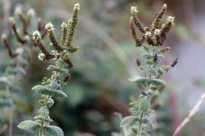 <i>Mentha suaveolens</i>