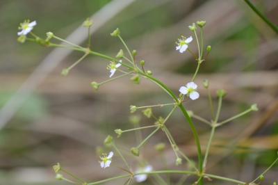 <i>Alisma plantago-aquatica</i>