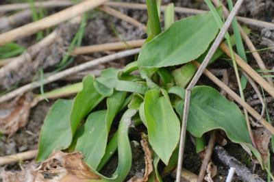 <i>Alisma plantago-aquatica</i>