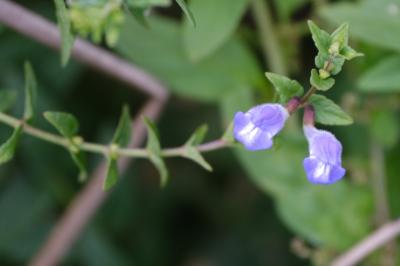 <i>Scutellaria galericulata</i>