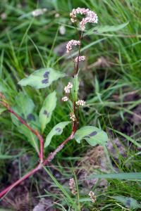 <i>Persicaria maculosa</i>