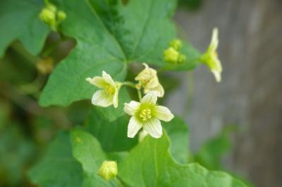 <i>Bryonia dioica</i>