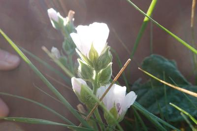 <i>Althaea officinalis</i>