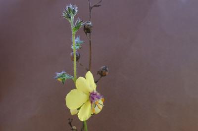 <i>Verbascum blattaria</i>