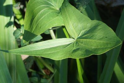 <i>Sagittaria sagittifolia</i>