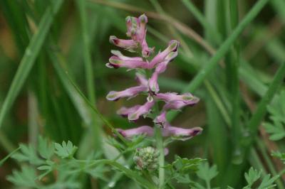<i>Fumaria officinalis</i>