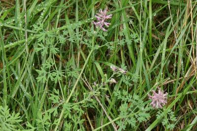 <i>Fumaria officinalis</i>