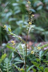 <i>Rorippa palustris</i>