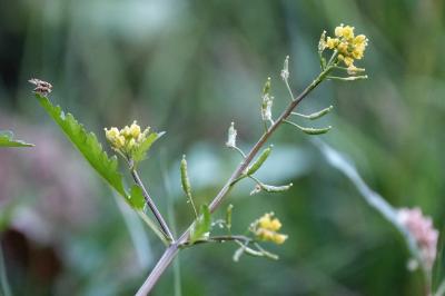 <i>Rorippa palustris</i>