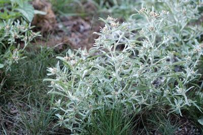 <i>Gnaphalium uliginosum</i>