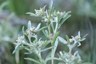 <i>Gnaphalium uliginosum</i>