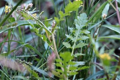 <i>Rorippa palustris</i>