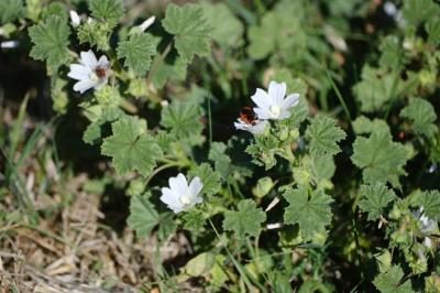 <i>Malva neglecta</i>