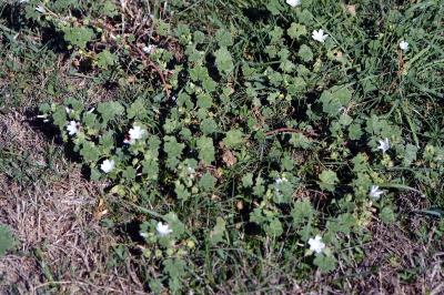 <i>Malva neglecta</i>