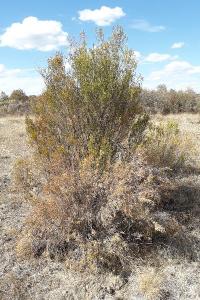 <i>Erica scoparia</i>