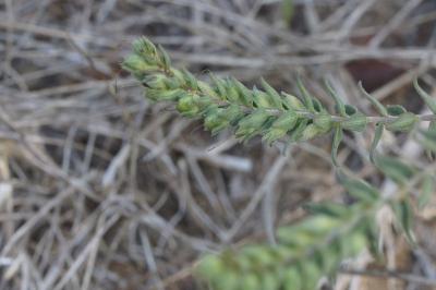 <i>Odontites vernus</i>