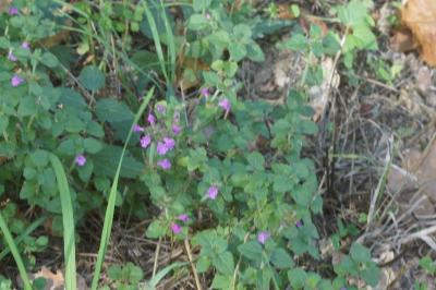 <i>Clinopodium vulgare</i>