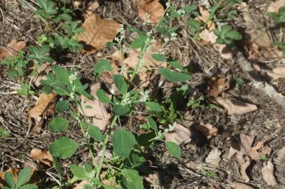 <i>Chenopodium album</i>