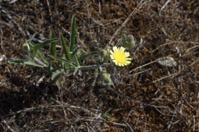 <i>Andryala integrifolia</i>
