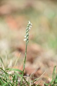 <i>Spiranthes spiralis</i>
