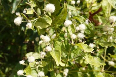 <i>Clematis vitalba</i>