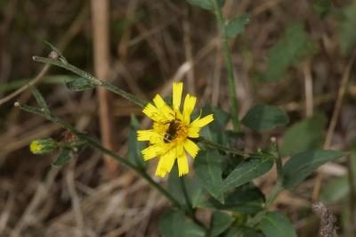 <i>Hieracium virgultorum</i>