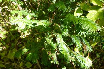 <i>Taxus baccata</i>