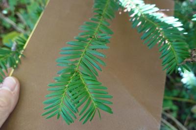 <i>Taxus baccata</i>