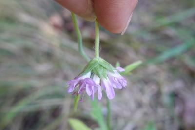 <i>Knautia arvensis</i>