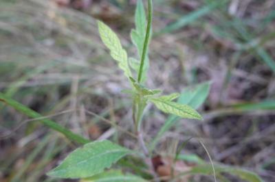 <i>Knautia arvensis</i>