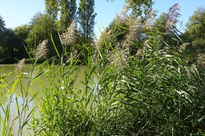<i>Phragmites australis</i>