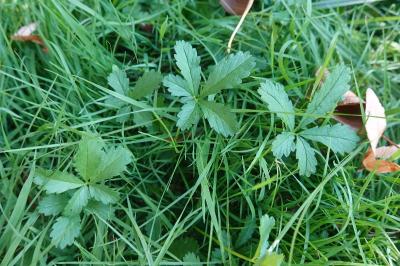 <i>Potentilla reptans</i>