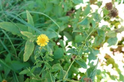 <i>Pulicaria dysenterica</i>