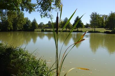 <i>Typha latifolia</i>