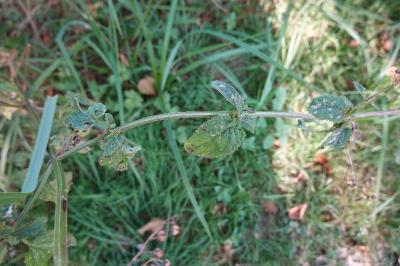 <i>Scrophularia auriculata</i>
