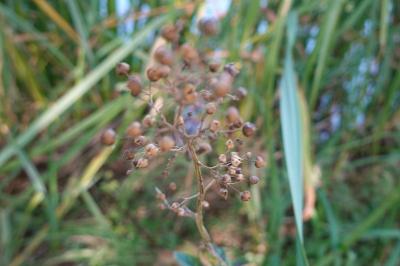 <i>Scrophularia auriculata</i>