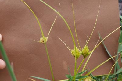 <i>Carex bohemica</i>