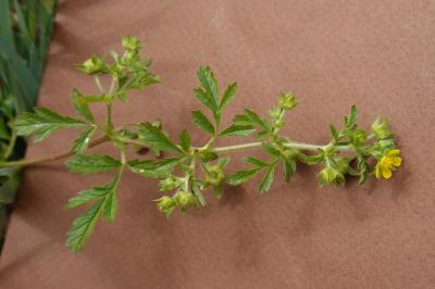 <i>Potentilla supina</i>