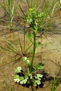 <i>Ranunculus sceleratus</i>
