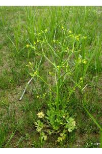 <i>Ranunculus sceleratus</i>
