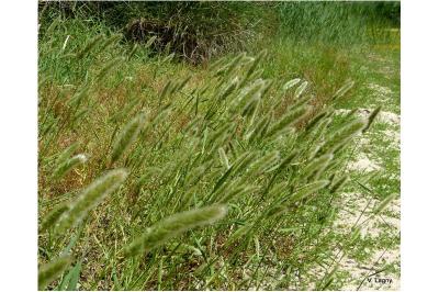 <i>Polypogon monspeliensis</i>