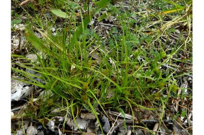 <i>Carex bohemica</i>