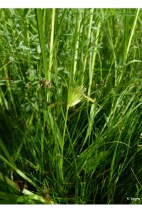 <i>Carex bohemica</i>