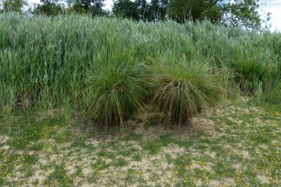 <i>Carex elata</i>