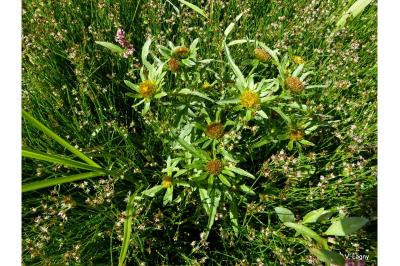 <i>Bidens radiata</i>