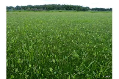 <i>Alisma plantago-aquatica</i>