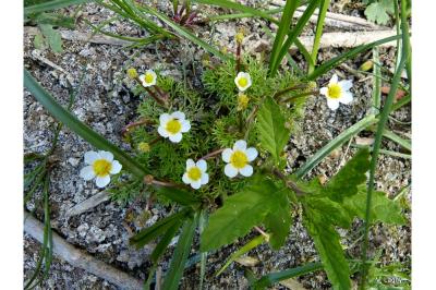<i>Ranunculus peltatus</i>
