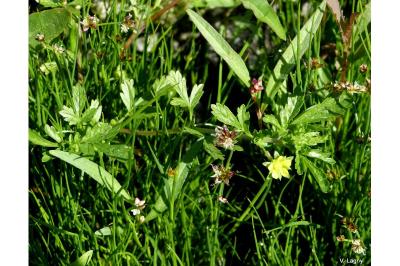 <i>Potentilla supina</i>