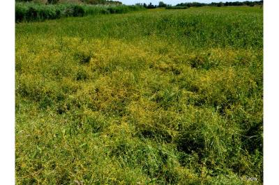 <i>Cuscuta campestris</i>