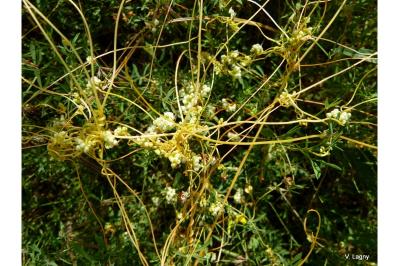<i>Cuscuta campestris</i>
